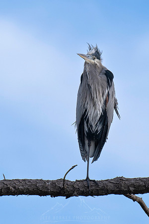 BLUE HERON