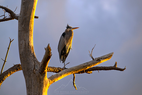 HERON WATHCING SUNSET
