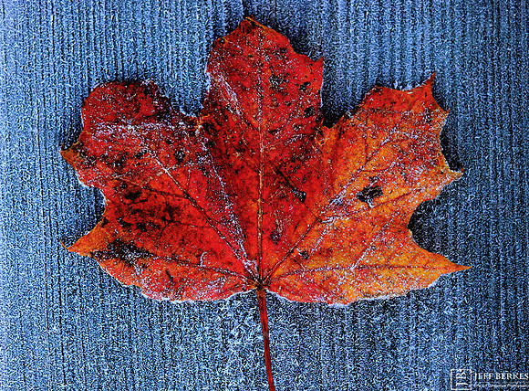 FIRST FROST