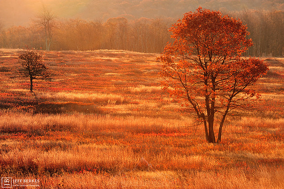 AUTUMN MIST