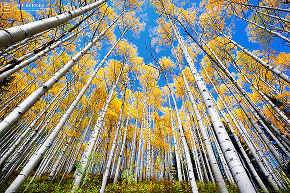 GOLDEN ASPENS