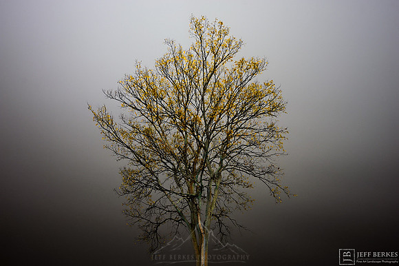 TREE IN FOG