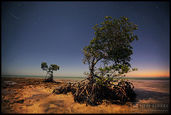 METEOR AND MANGROVES
