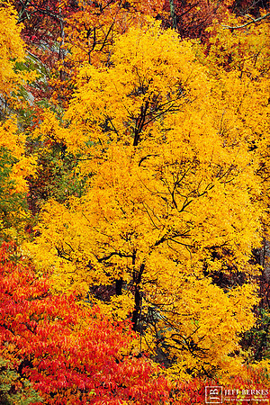 COLORS OF SHENANDOAH