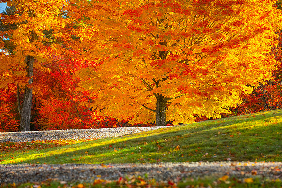 MAPLE EXPLOSION | BROMLEY, VERMONT