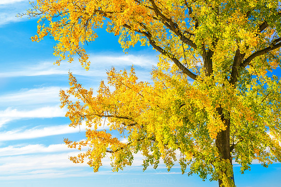 GLOWING TREE | FINGER LAKES, NY