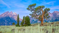Old Patriarch Tree, Grand Teton NP | 16 X 9 Format