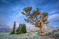 Old Patriarch Tree | Grand Teton NP