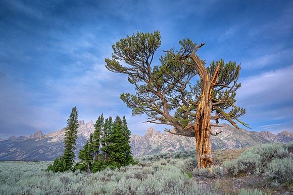 Old Patriarch Tree | Grand Teton NP