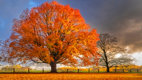 COLORS OF AUTUMN
