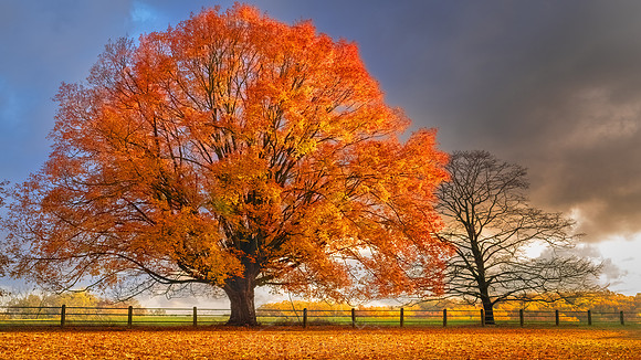 AUTUMN MAPLE BLAZE