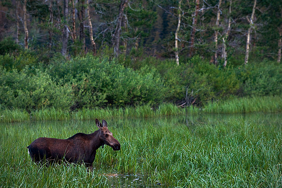 MOOSE | GLACIER, MONTANA