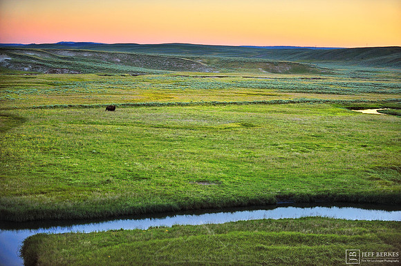 BISON | YELLOWSTONE