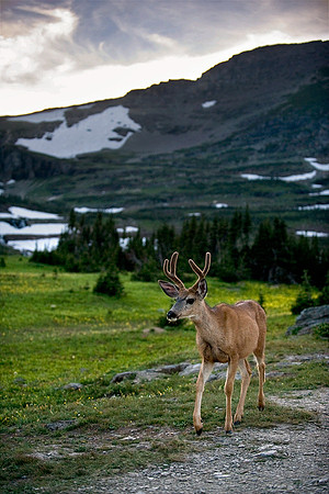 DEER | GLACIER, MONTANA