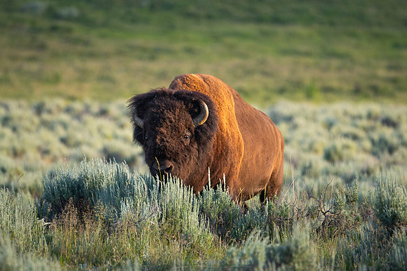 BISON | YELLOWSTONE JULY 2024