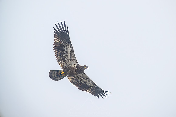 GOLDEN EAGLE | MINNESOTA