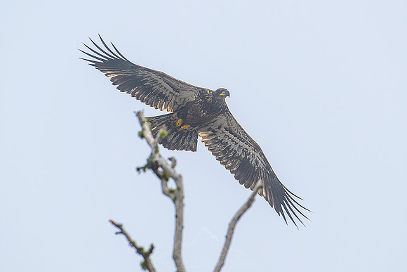GOLDEN EAGLE | MINNESOTA