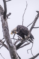 BALD EAGLE FOGGY MORNING | LAKE SUPERIOR | MINNESOTA