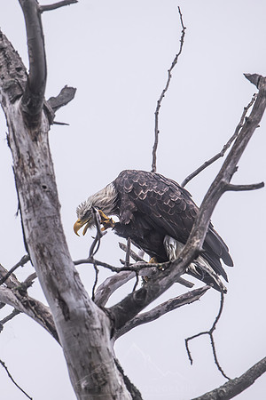 BALD EAGLE FOGGY MORNING | LAKE SUPERIOR | MINNESOTA