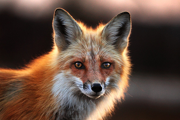 FOX | NEW HAMPSHIRE