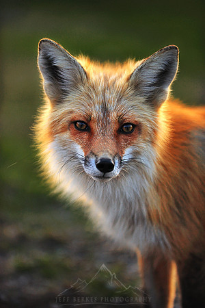 FOX | NEW HAMPSHIRE