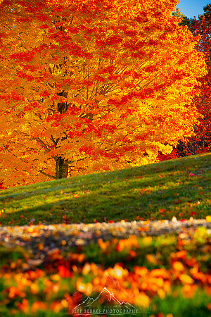 BLAZING SUGAR MAPLE | VERMONT 2022
