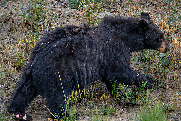 YELLOWSTONE | BLACK BEAR