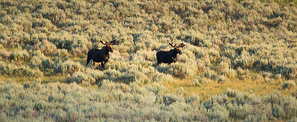 YELLOWSTONE | TWO MOOSE AT FIRST LIGHT