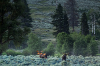 YELLOWSTONE | JULY 2024