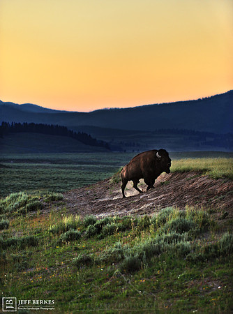 BISON AT SUNSET | YELLOWSTONE - AS SEEN IN NATIONAL GEOGRAPHIC