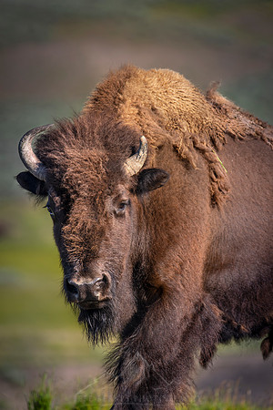 LONE BISON | YELLOWSTONE