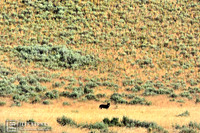 BLACK WOLF | YELLOWSTONE