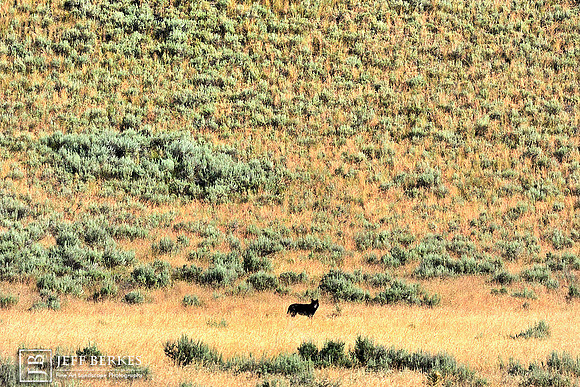 BLACK WOLF | YELLOWSTONE