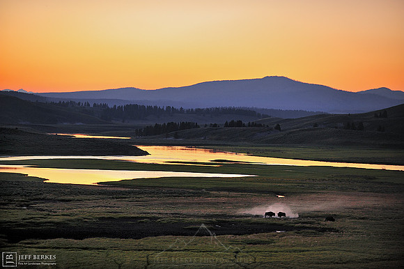 BISON FIGHTING | YELLOWSTONE, WYOMING