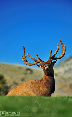 ELK | MAMMOTH HOT SPRINGS , YELLOWSTONE