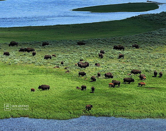 BISON | YELLOWSTONE