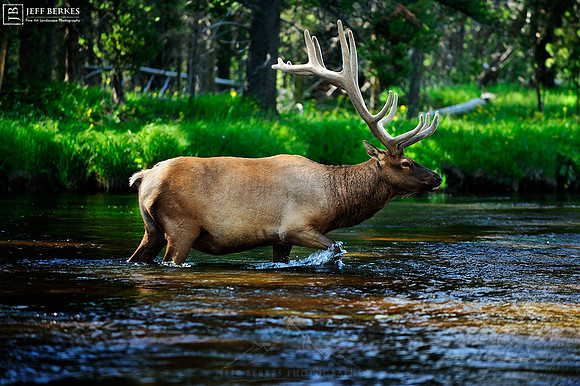 ELK | YELLOWSTONE