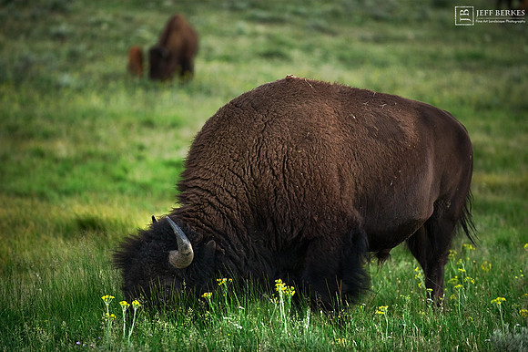 BISON | GRAND TETON, WYOMING