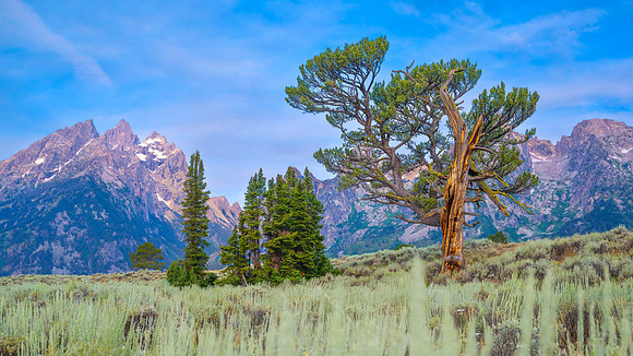 PATRIARCH TREE | GRAND TETON NATIONAL PARK