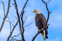 WILDLIFE