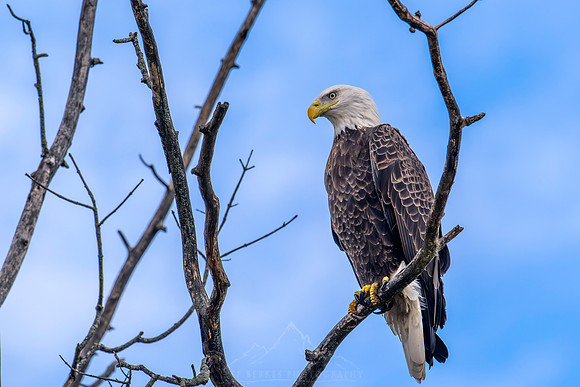 BALD EAGLE
