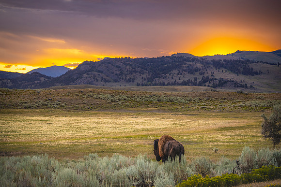 BISON AT SUNRISE IN LAMAR VALLEY | YELLOWSTONE 2024