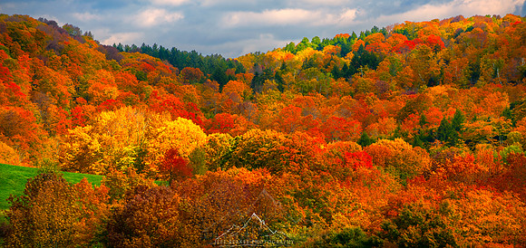 GRAZING LIGHT | VERMONT