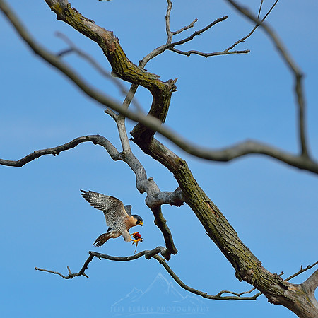 PEREGRINE FALCON | VALLEY FORGE PARK