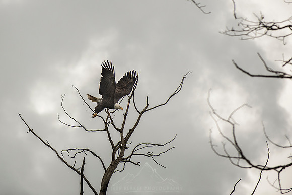 BALD EAGLES | MINNESOTA