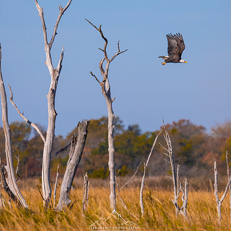 BALD EAGLE | NEW JERSEY