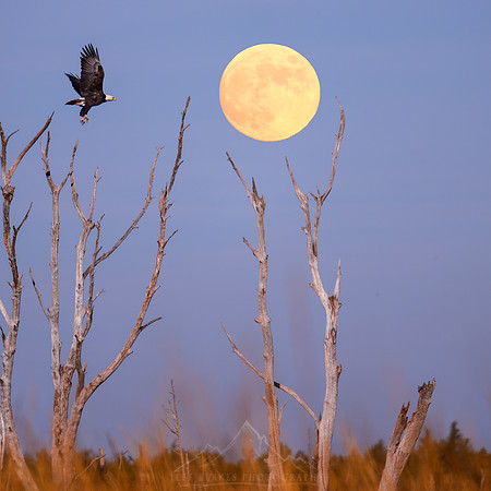 BALD EAGLE AND FULL BEAVER MOON | 2022