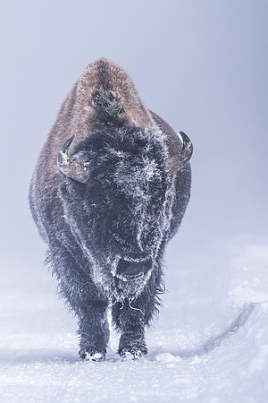 WARDEN OF WINTER'S SILENCE
