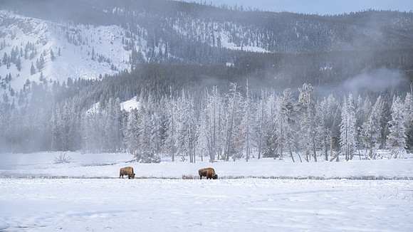 YELLOWSTONE IN WINTER