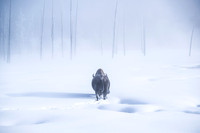 FURY OF FROST AND HORN